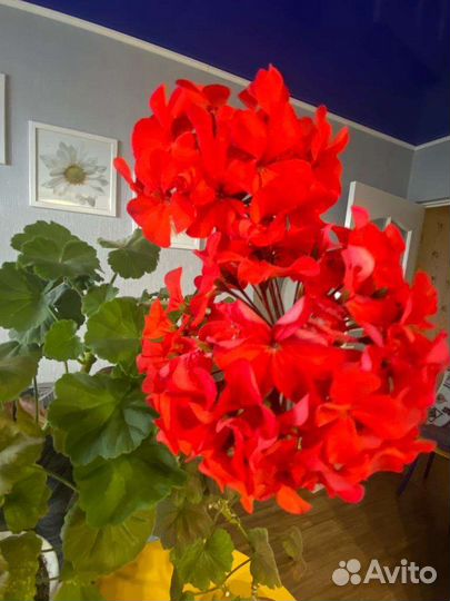 Пеларгонии