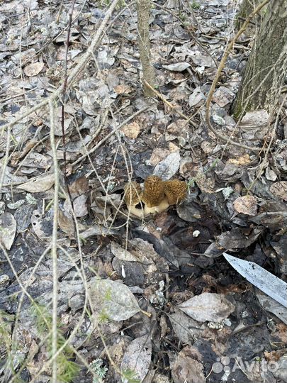 Грибы сморчки(сморчковая шапочка) деликатес