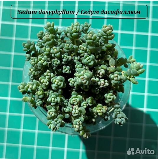 Суккуленты Седум Sedum Очиток Кремнеседум