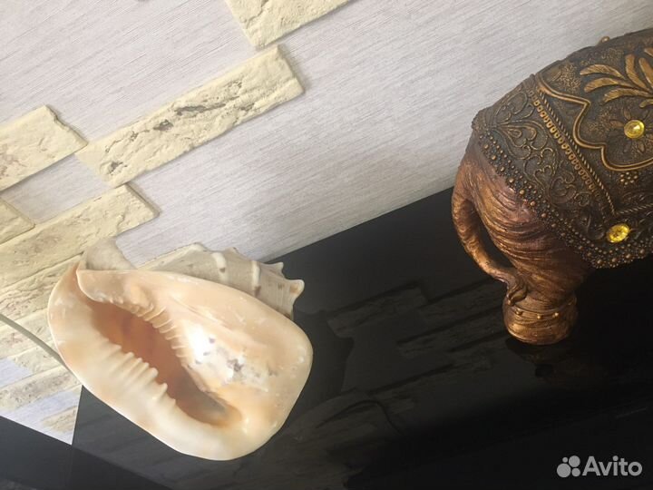 Морские ракушки раковины