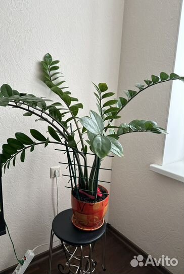 Замиокулькас