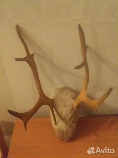 Продам рога оленя