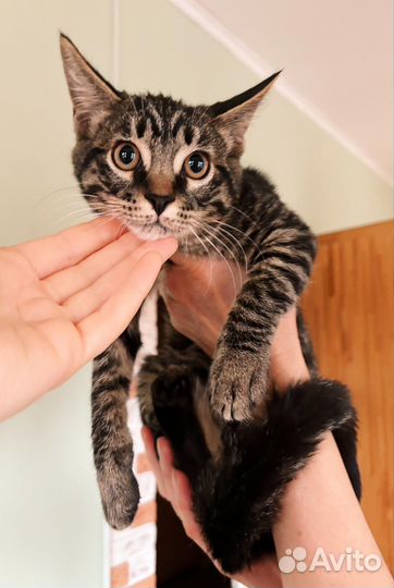 Тигровый котенок в добрые руки