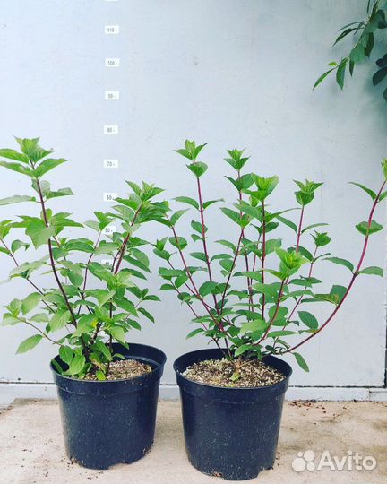 Гортензия самарская лидия