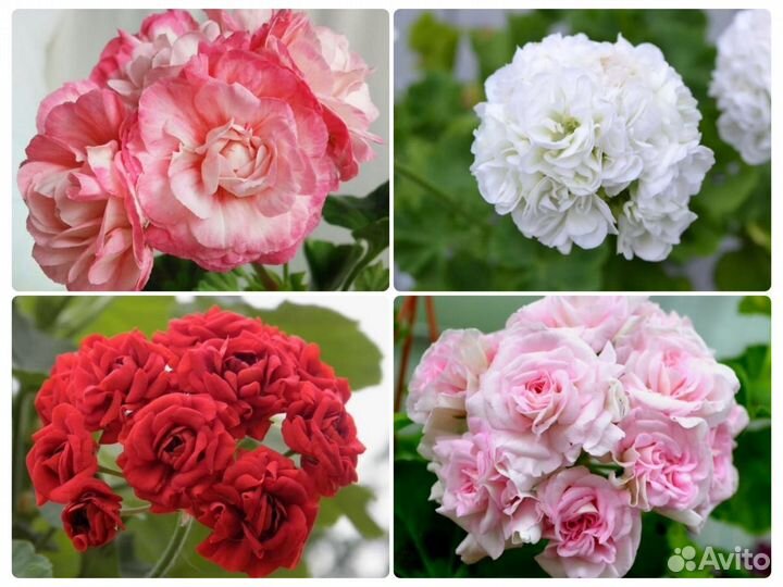 Пеларгонии набором 6 шт