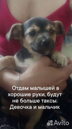 Отдам бесплатно щенки