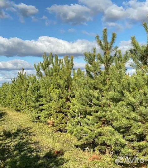 Сосна обыкновенная артикул OB-98562