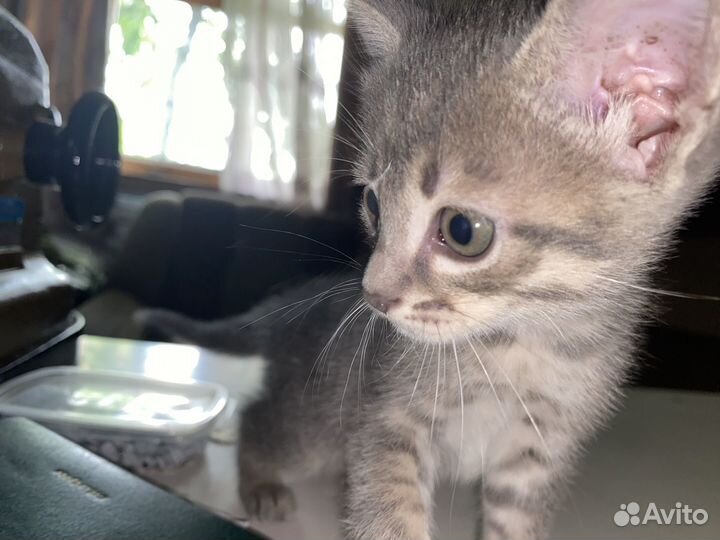 Кошки в добрые руки бесплатно
