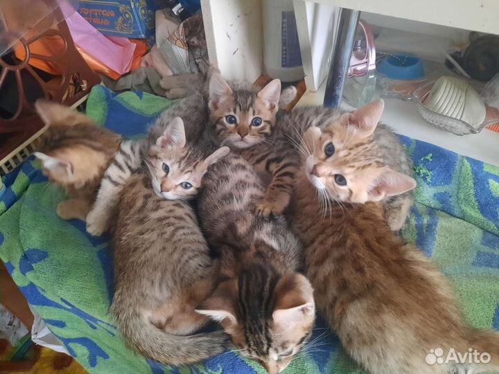 Бенгальские котята