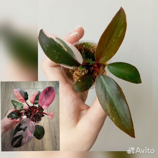 Филодендроны коллекционные