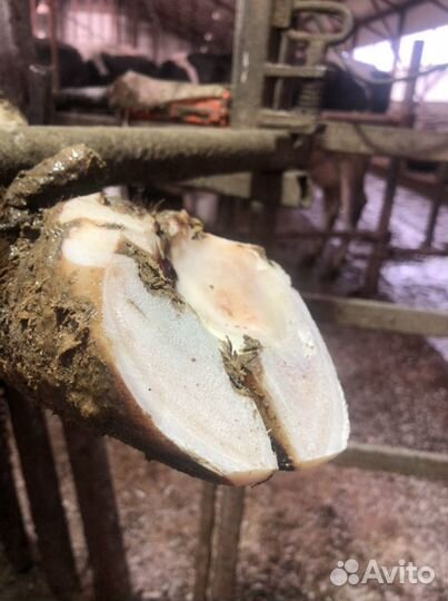 Обработка копыт обрезка копыт стрижка копыт