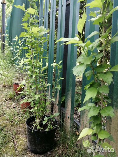 Саженцы декоративные гибискус пассифлора плющ