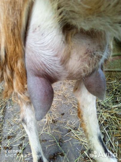 Продам козла