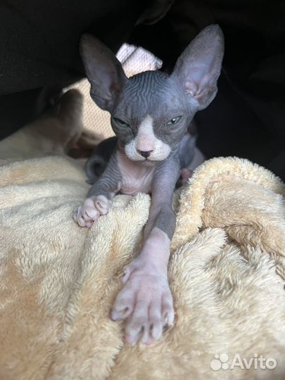 Котята сфинкс