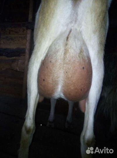 Козы дойные, козёл