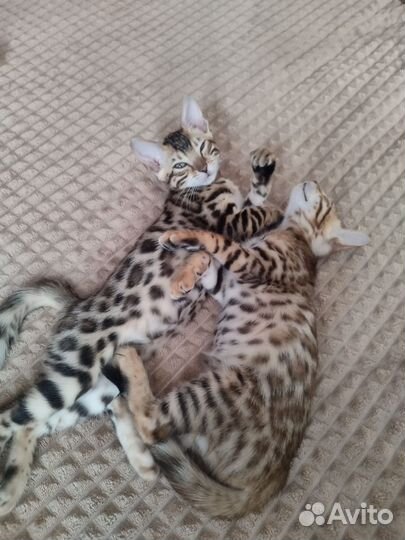 Бенгальская