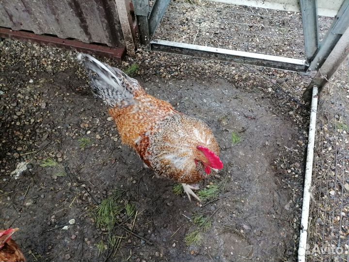 Молодые петухи