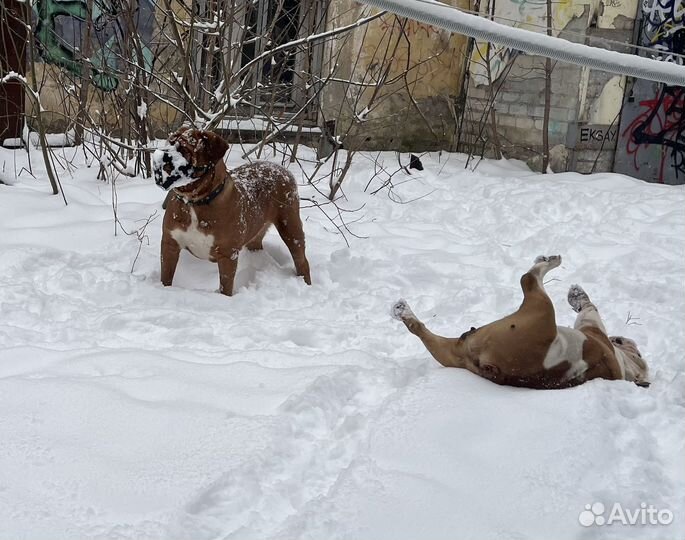 Погуляю и воспитаю собаку