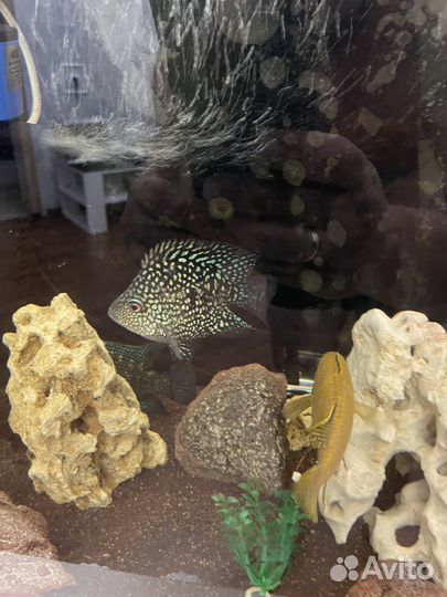 Малавийские цихлиды