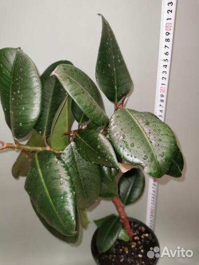 Фикус каучуконосный эластика