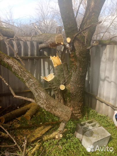 Пилить деревья