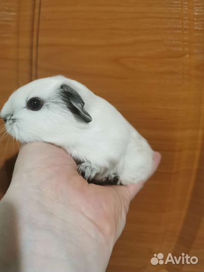 Морские свинки california