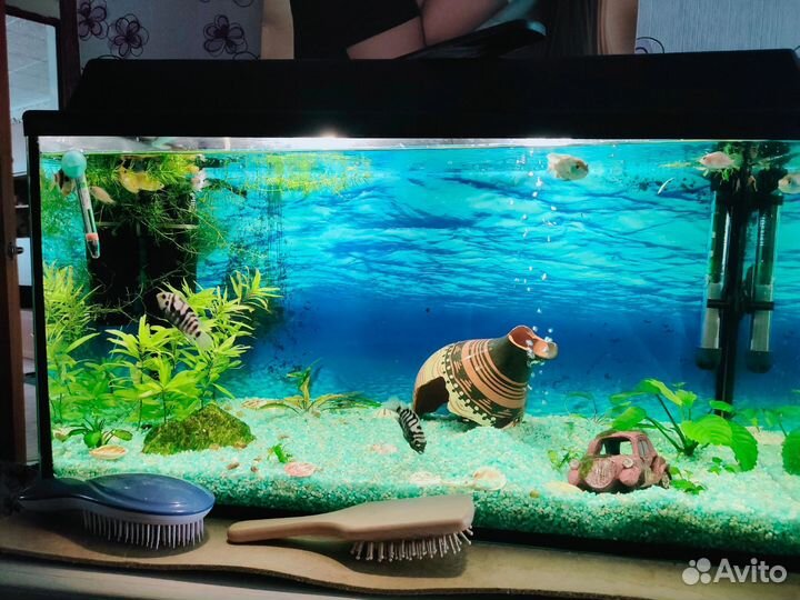 Аквариум