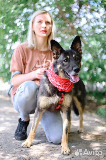 Спасите собаку из приюта