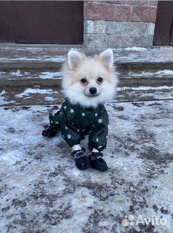 Комбинезон для собаки