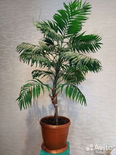 Пальма хамедорея