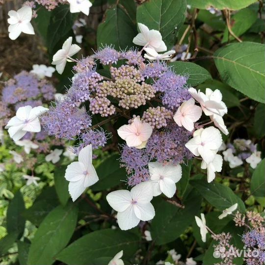 Гортензия ''Plum Passion''