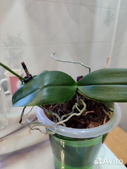 Орхидея фаленопсис