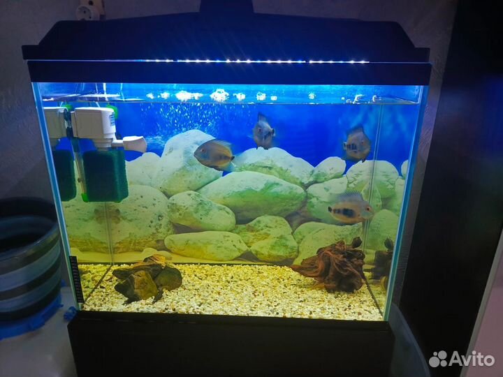 Аквариум