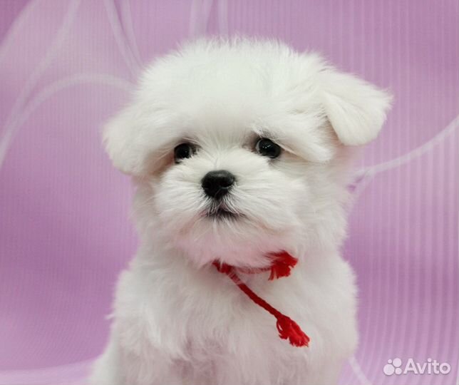 Мальтезе, мальтийская болонка щенки