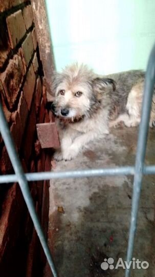 Девочка в добрые ручки