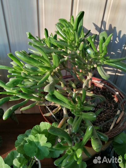 Красула хоббит