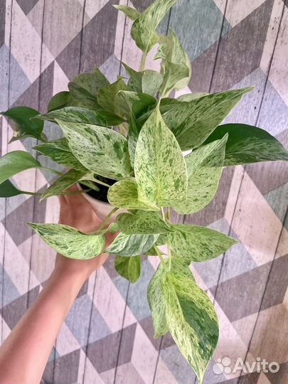 Растения на срез: филодендроны,сциндапсусы и др