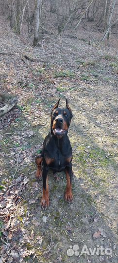 Жду подружку для случьки