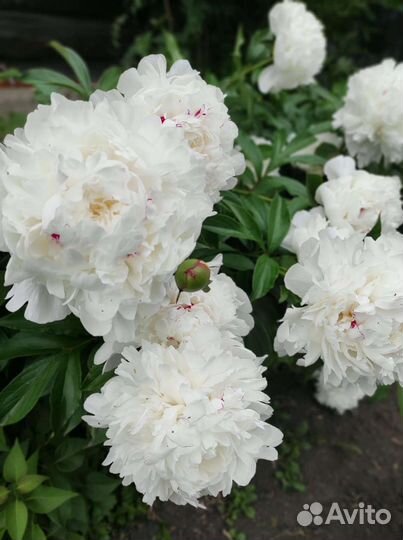 Пион белый махровый, очень красивый
