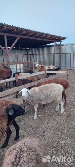 Гиссар эдельбай