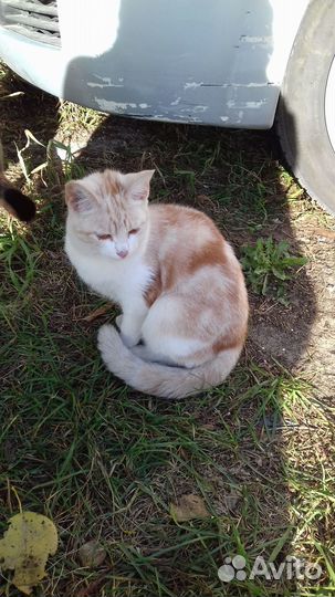 В добрые руки