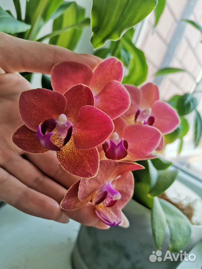 Орхидея мини