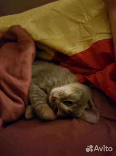 Котенок в добрые руки