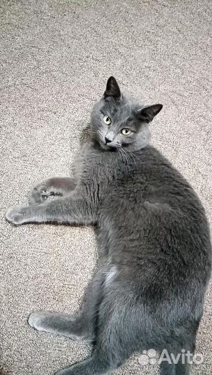 Котята в добрые руки даром