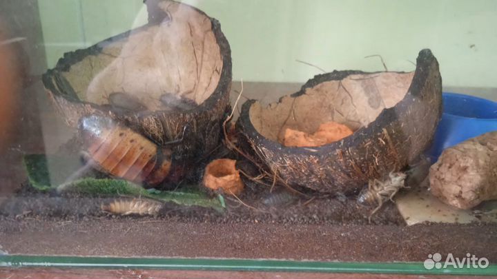 Тараканы Мадагаскарские