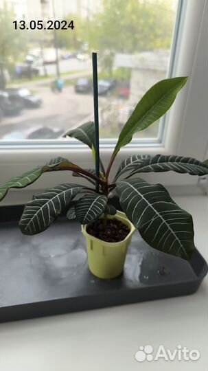 Молочай беложилковый