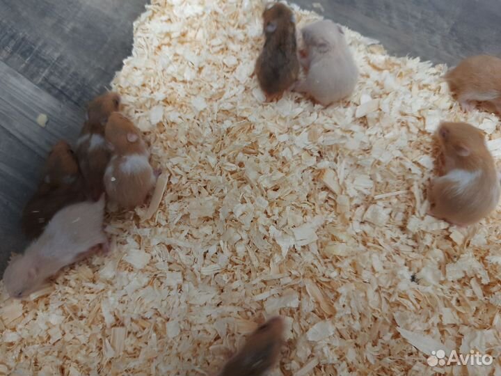 Сирийский хомяк