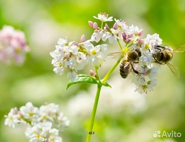 Мед 2024 года натуральный опт