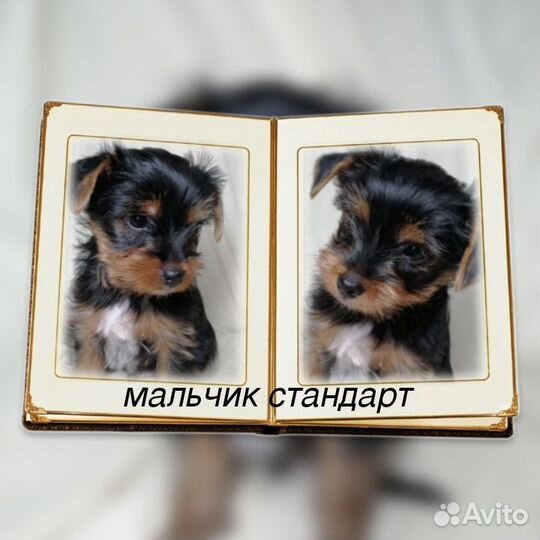 Йоркширский терьер щенки