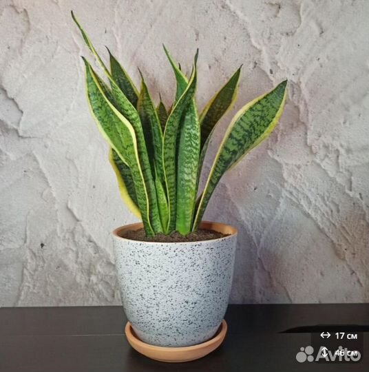 Сансевиерия щучий хвост